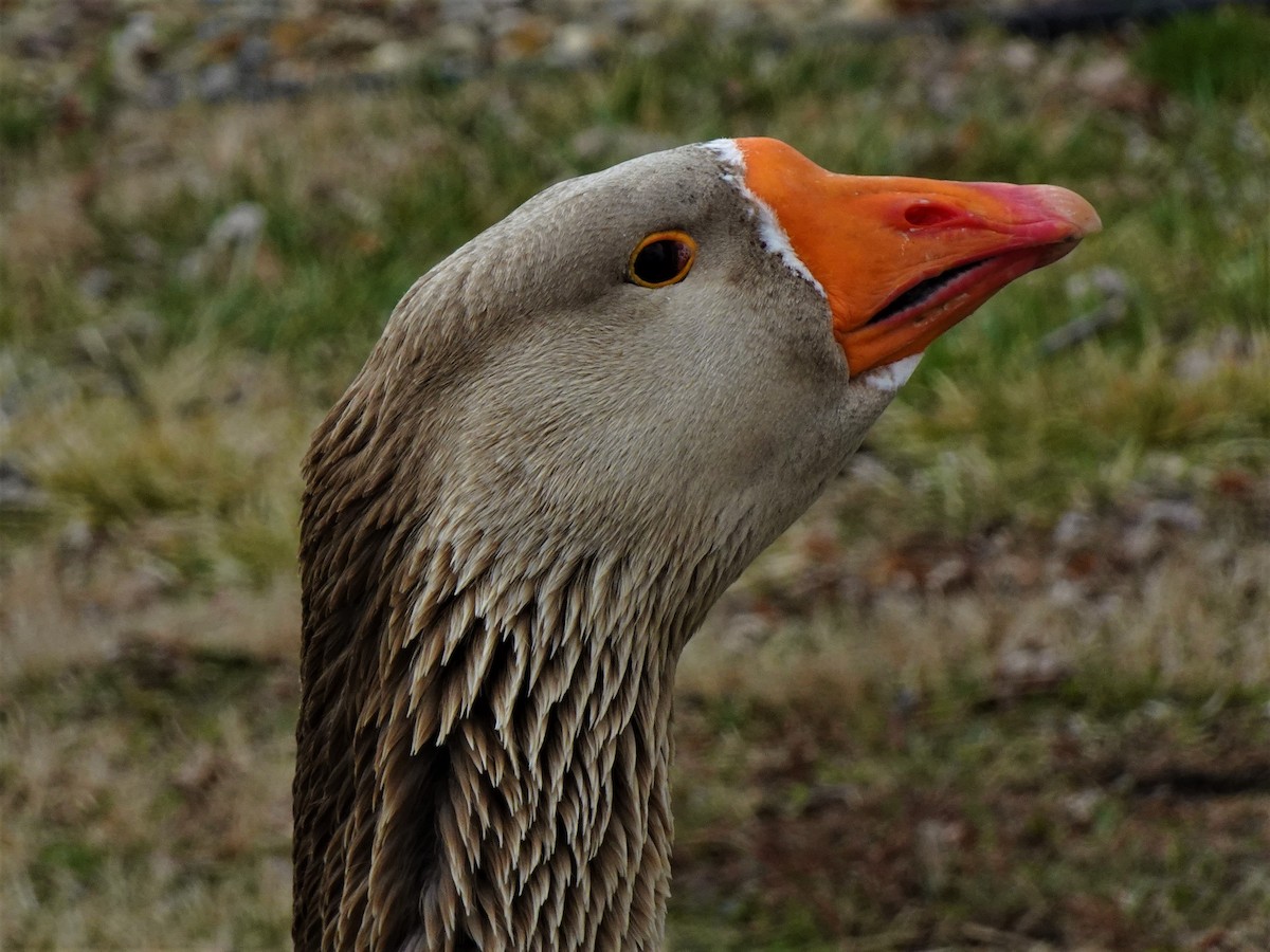 Graylag Goose (Domestic type) - ami horowitz