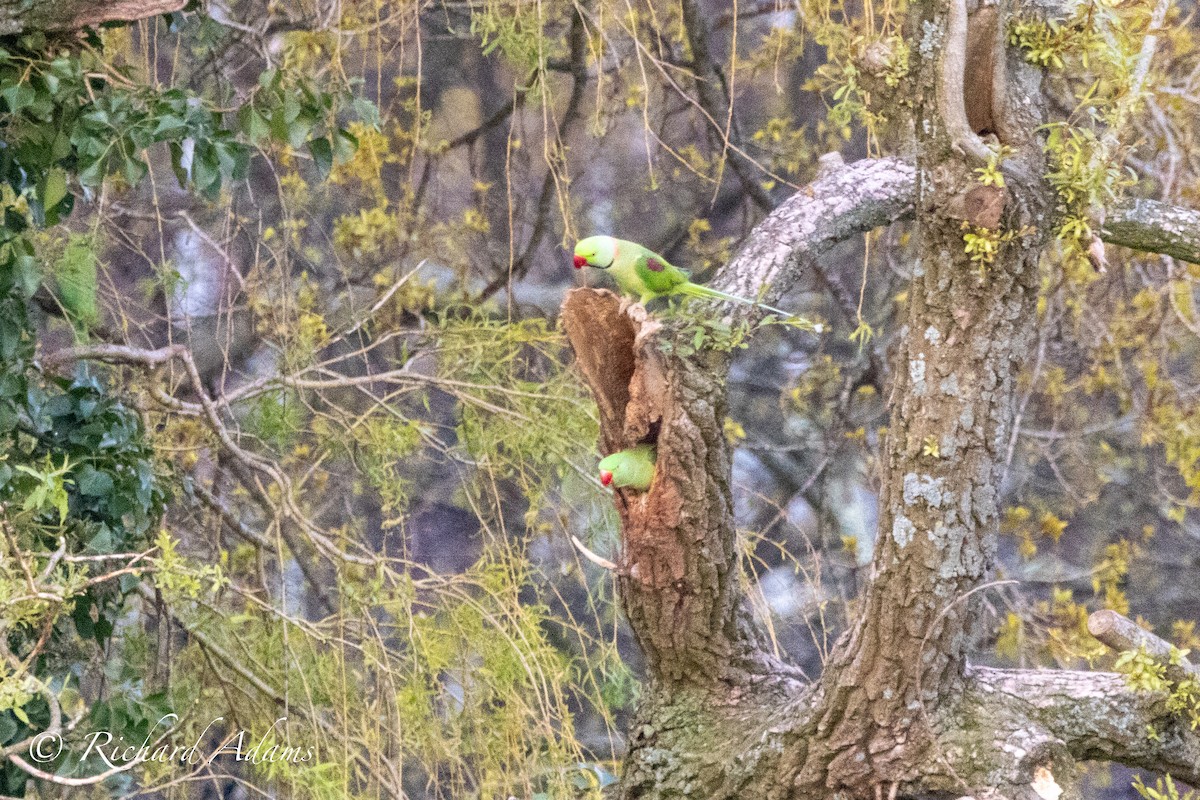 Alexandrine Parakeet - ML561225161