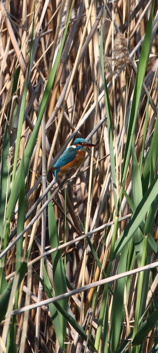 Common Kingfisher - ML561225891