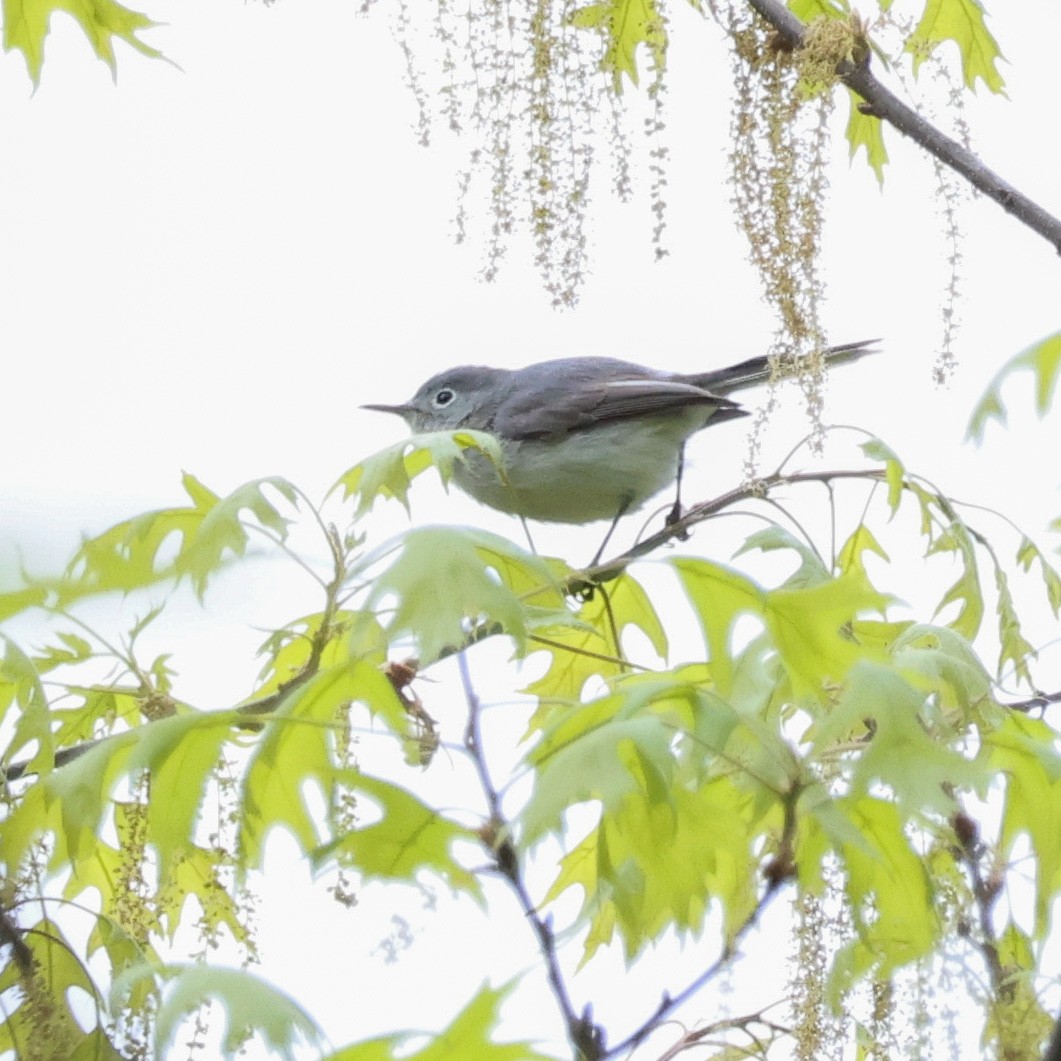 Blue-gray Gnatcatcher - ML561226321