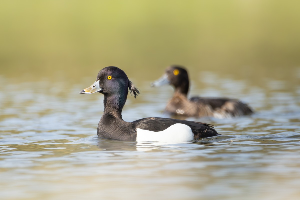 Tufted Duck - Florian Bontke