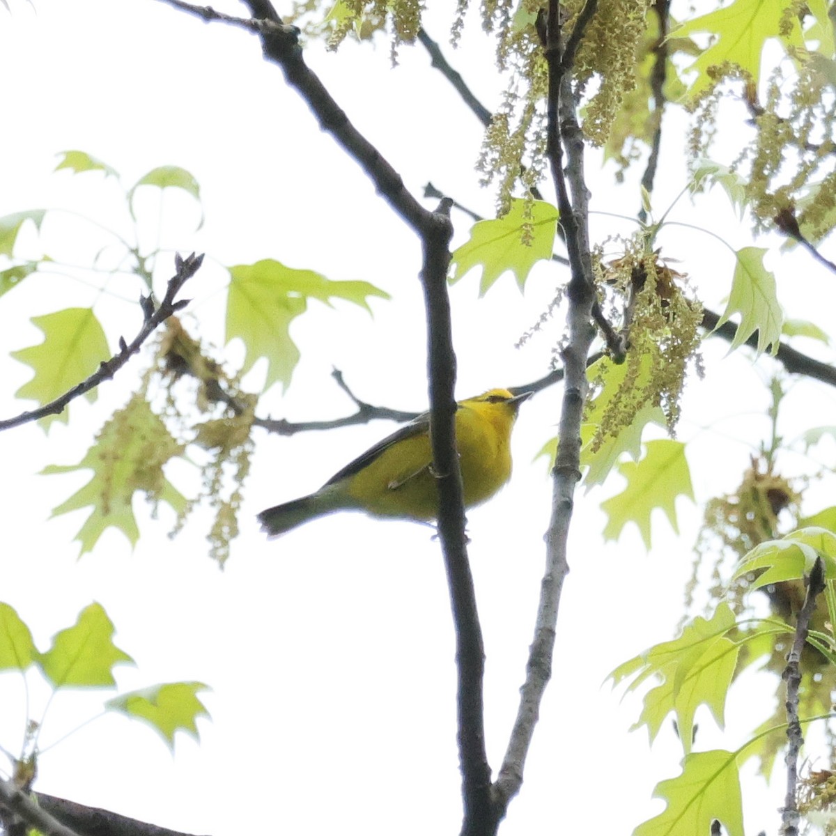 Blue-winged Warbler - ML561227021