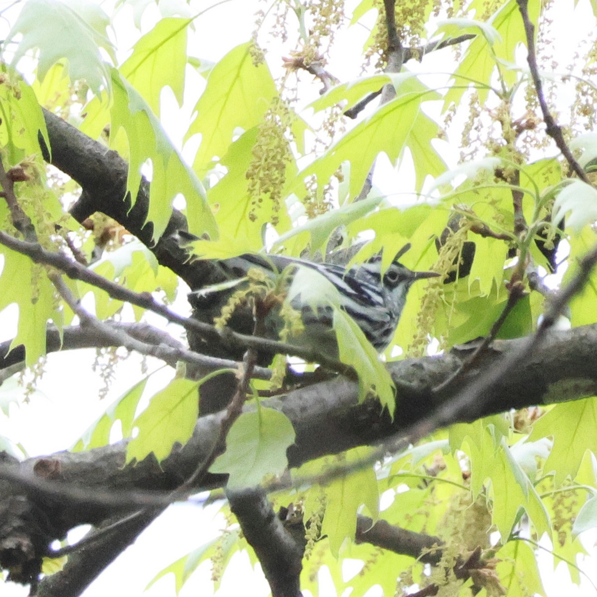 Black-and-white Warbler - Steve Solnick