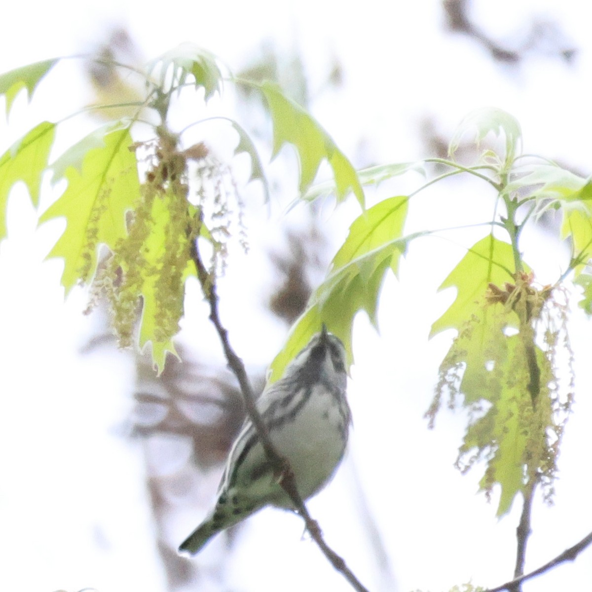 Black-and-white Warbler - ML561227251