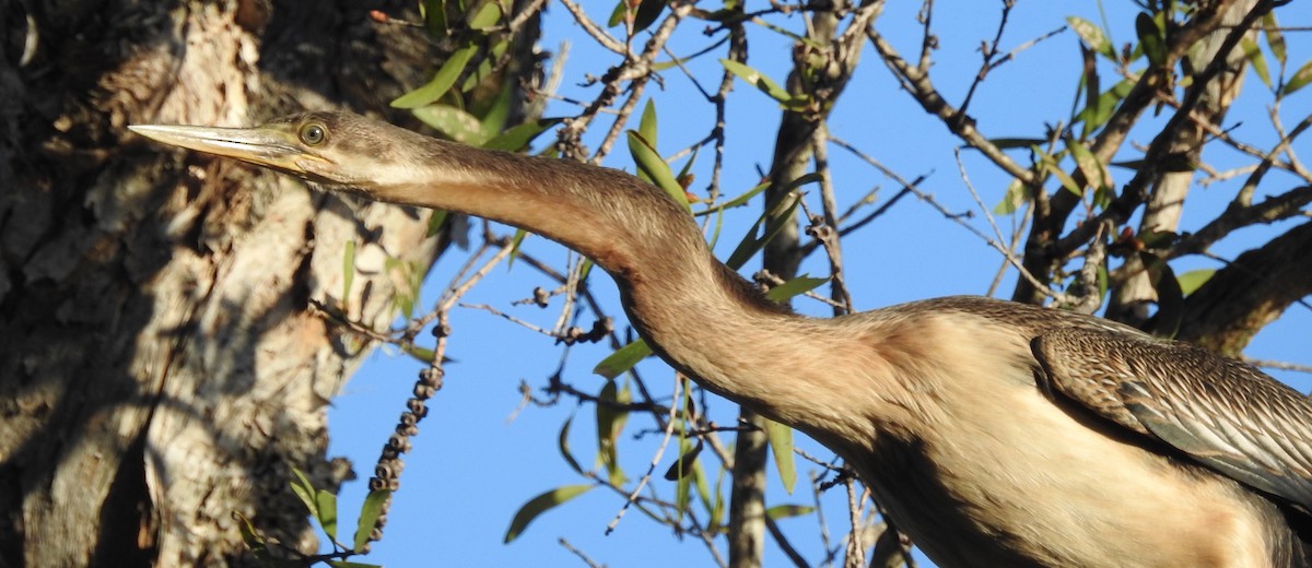Austral-Schlangenhalsvogel - ML56122801