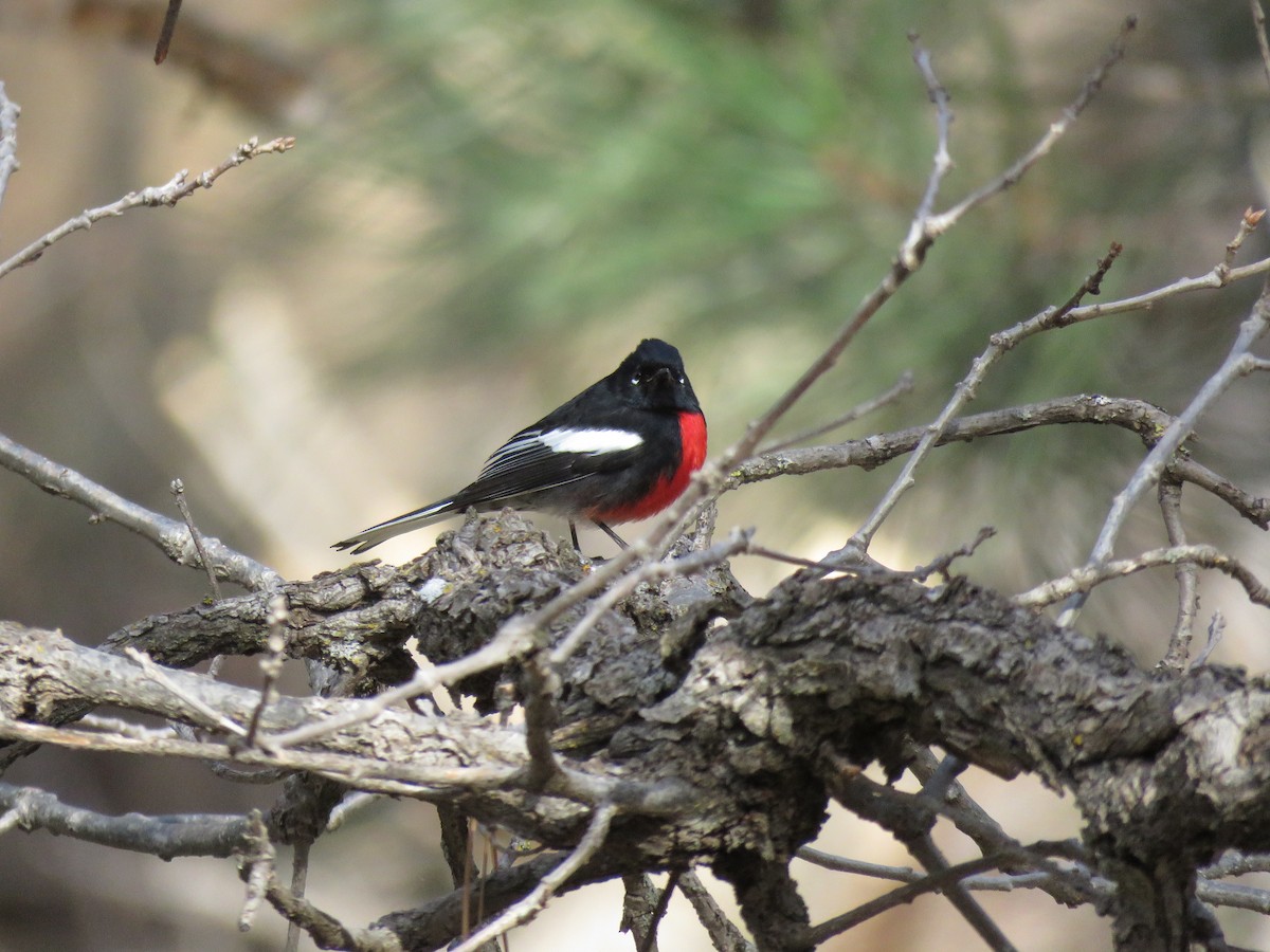 Painted Redstart - ML561228341