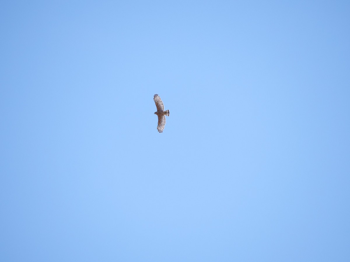 Red-shouldered Hawk - ML561228681