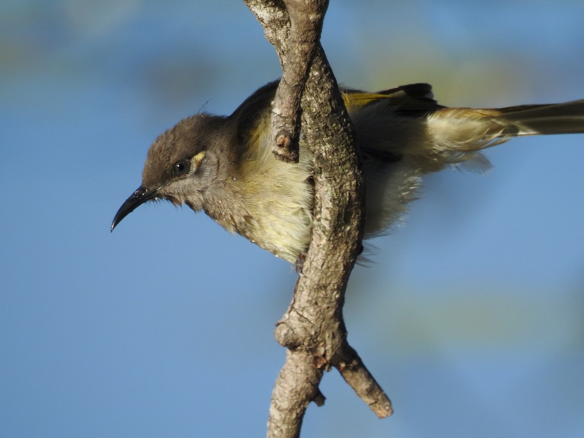 Brown Honeyeater - ML56122871