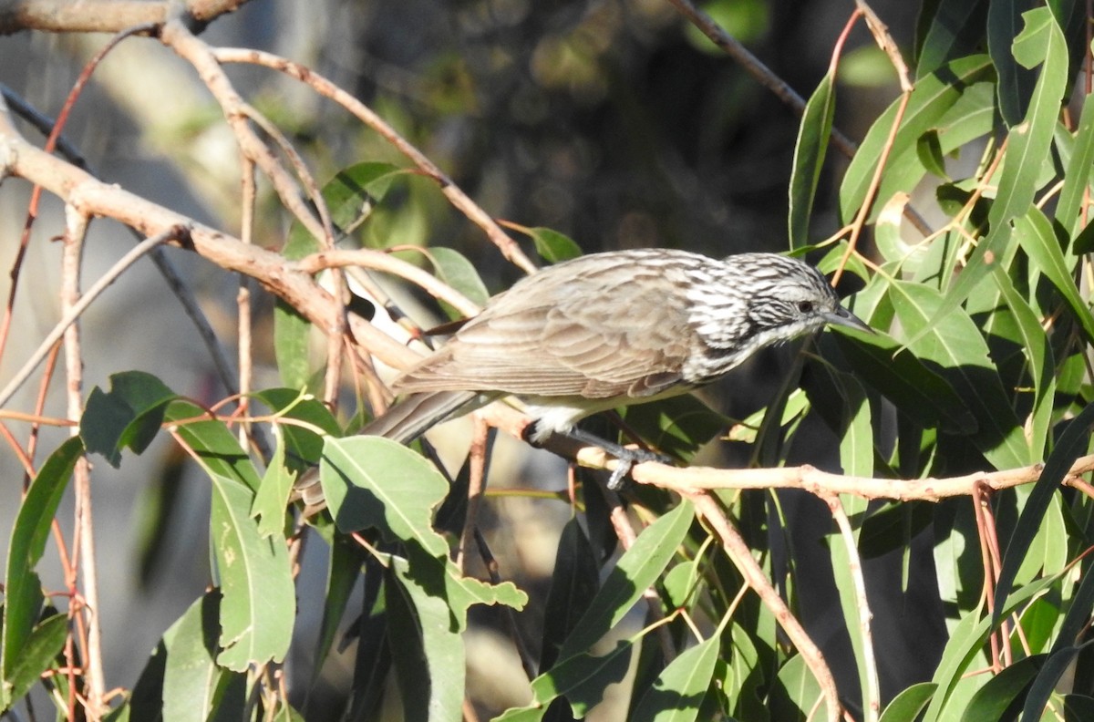 Striped Honeyeater - ML56122901