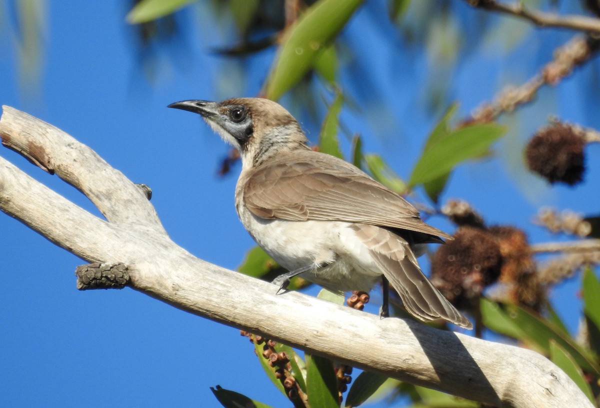 Little Friarbird - ML56122911