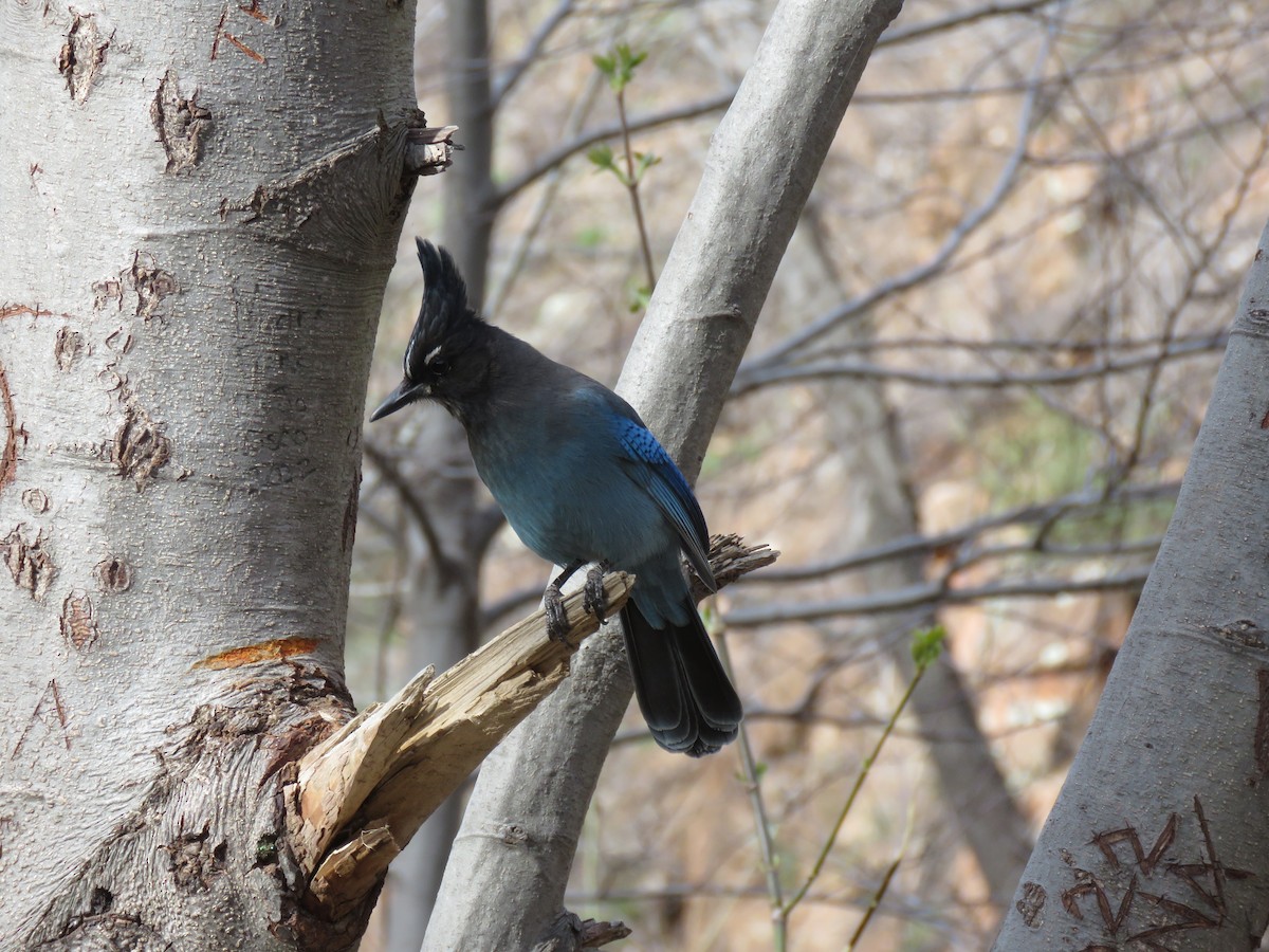 Steller's Jay - ML561229531