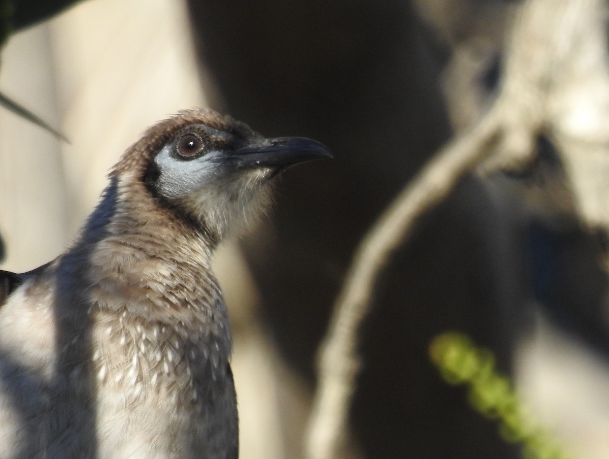 Little Friarbird - ML56122971