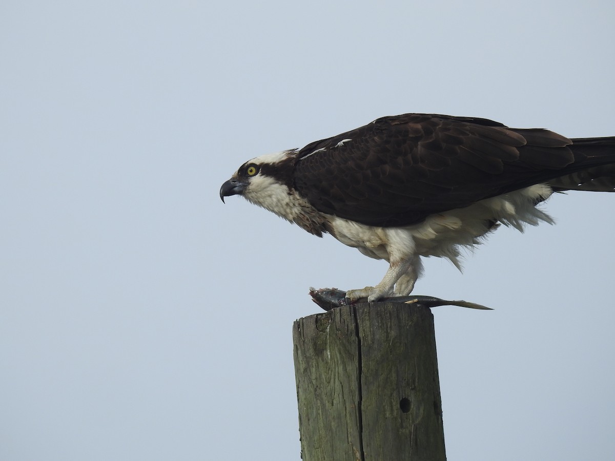 Osprey - Laura Mae