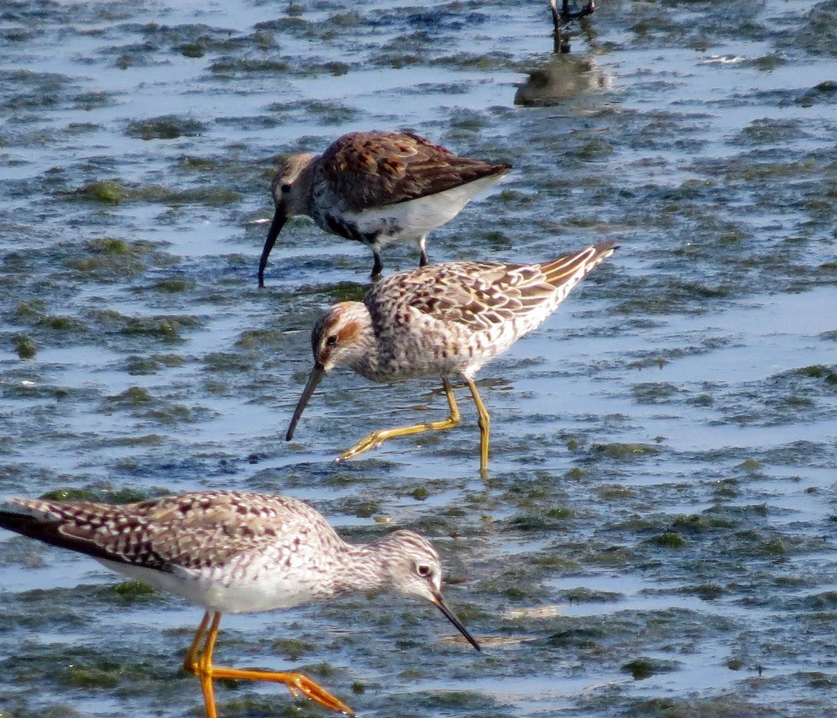 Stilt Sandpiper - ML56123681