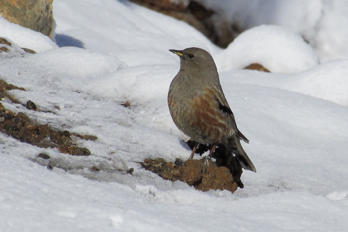 Alpine Accentor - ML561237311