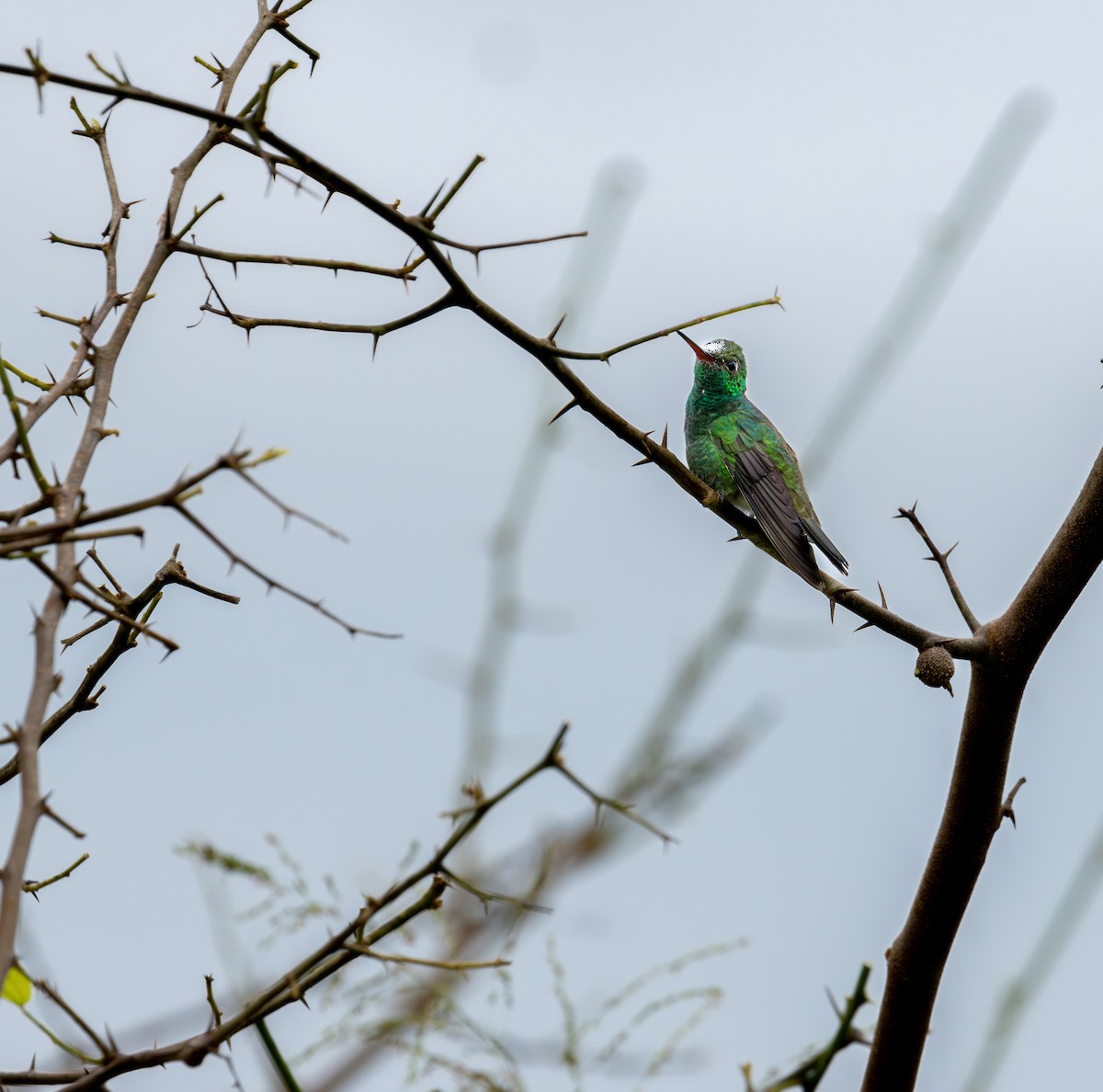 Glittering-throated Emerald - ML561237421