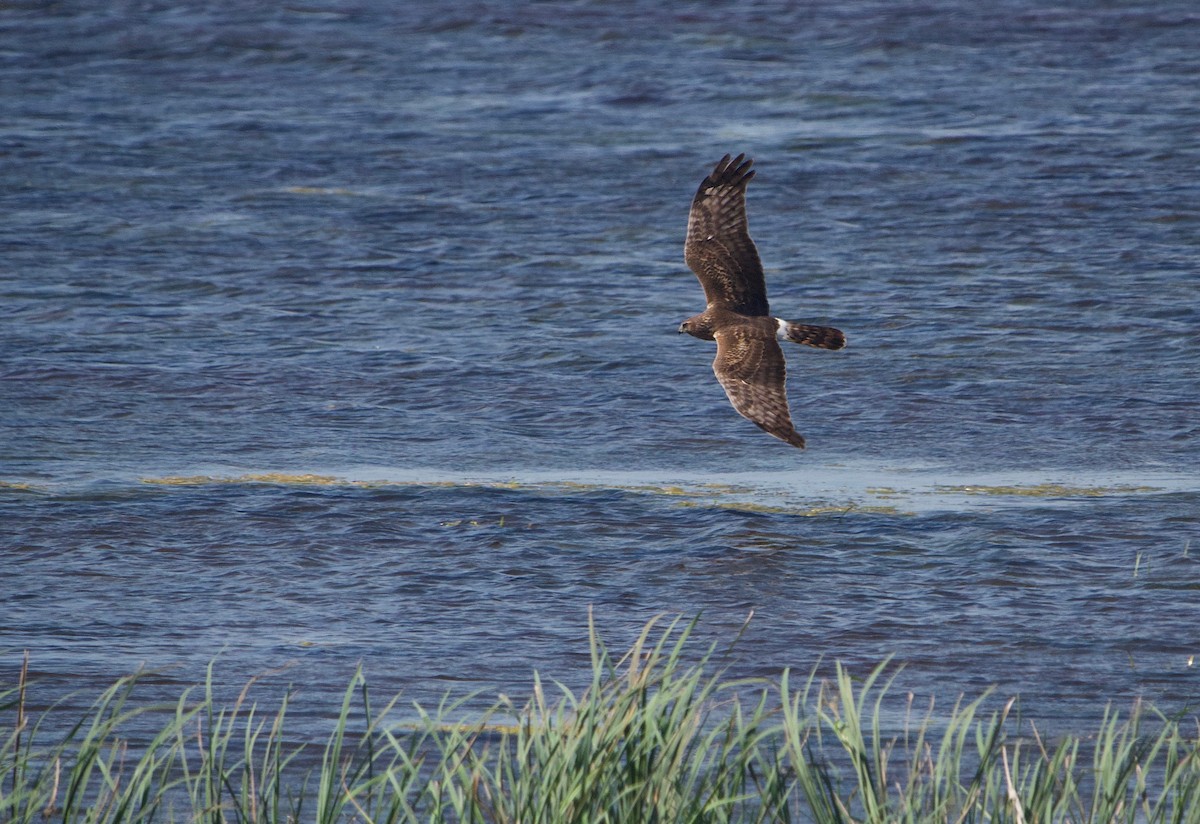 Northern Harrier - ML561237921