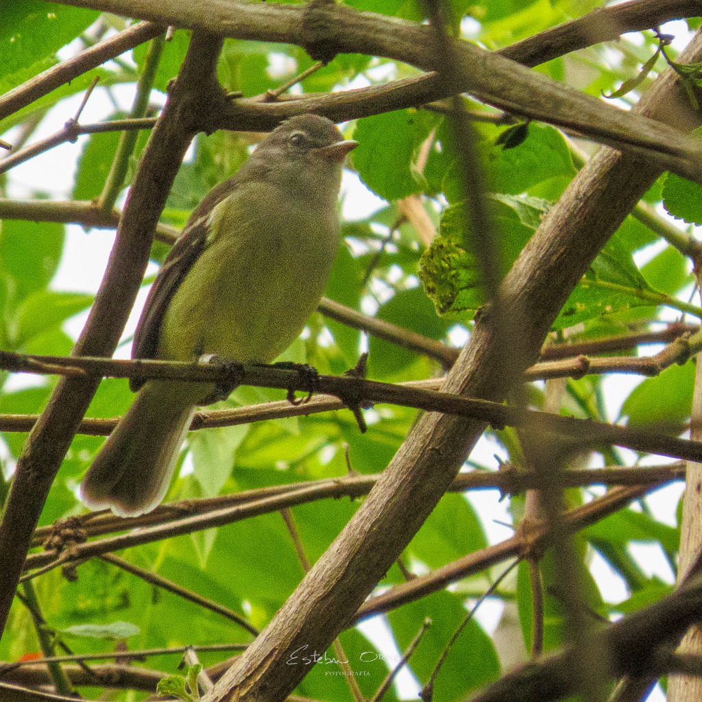 Southern Beardless-Tyrannulet - ML561239361