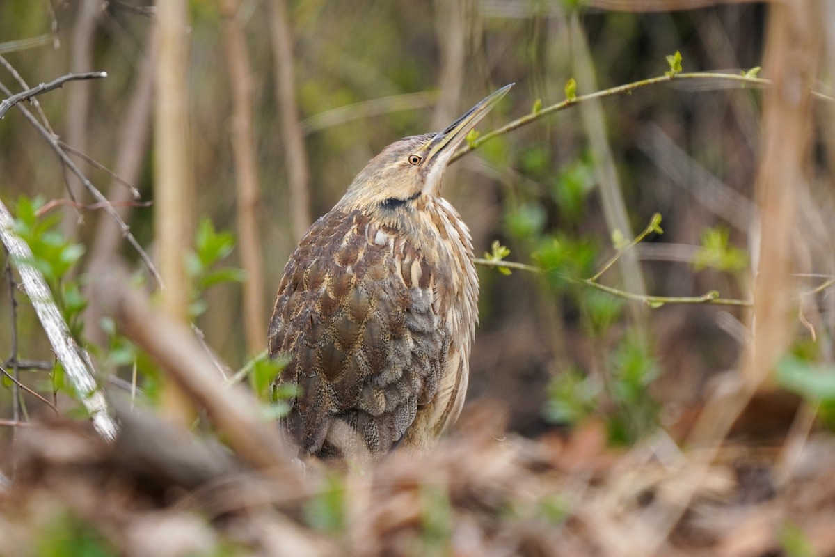 American Bittern - ML561239611