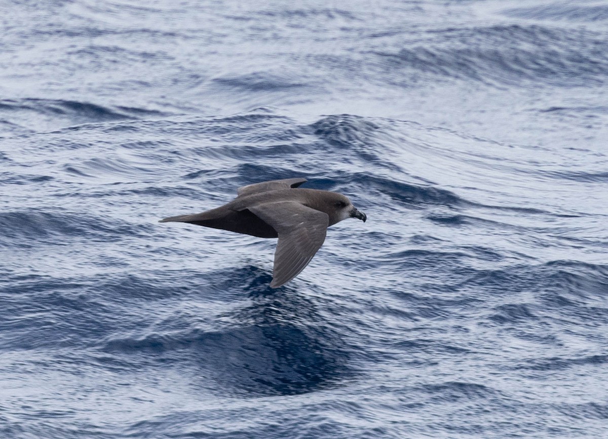 Gray-faced Petrel - ML561244281