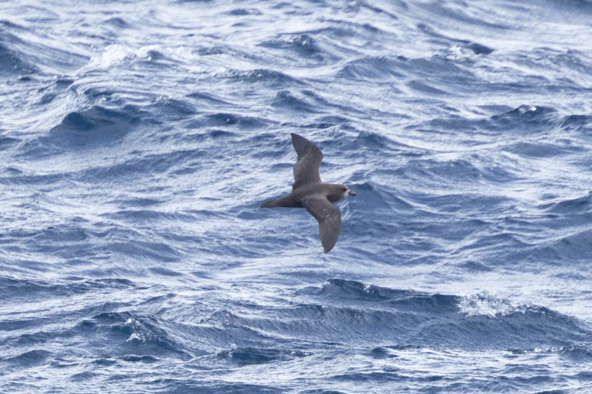 Gray-faced Petrel - ML561244301