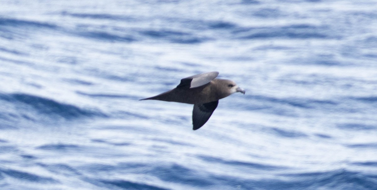 Gray-faced Petrel - ML561244311