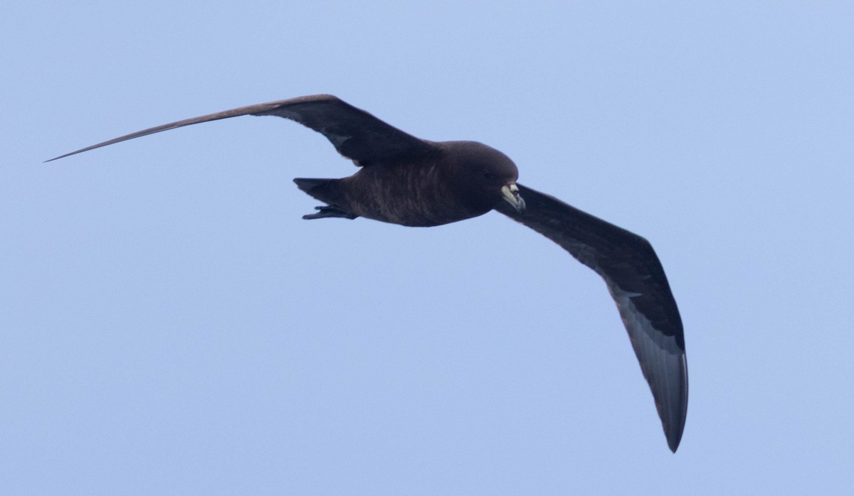 Parkinson's Petrel - ML561244881