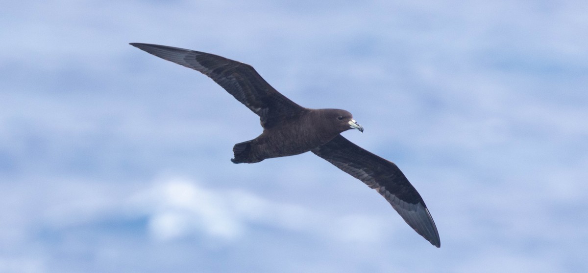 Parkinson's Petrel - ML561244901