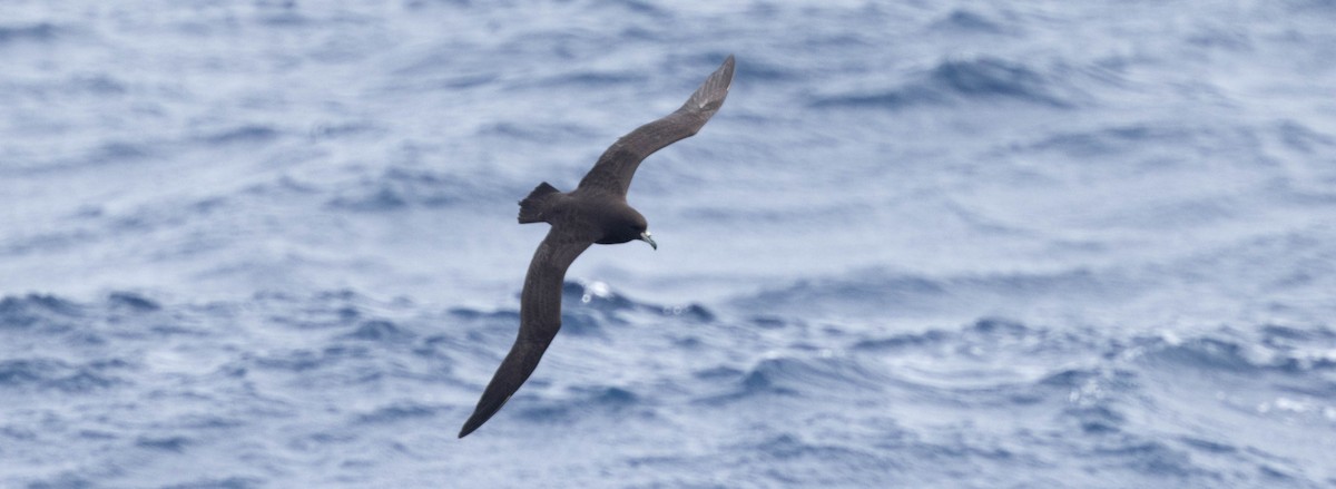 Parkinson's Petrel - ML561244911