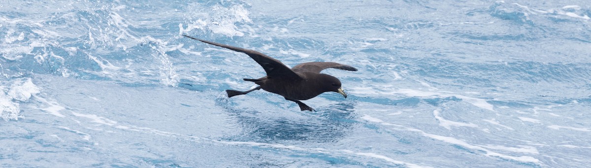 Parkinson's Petrel - ML561244921