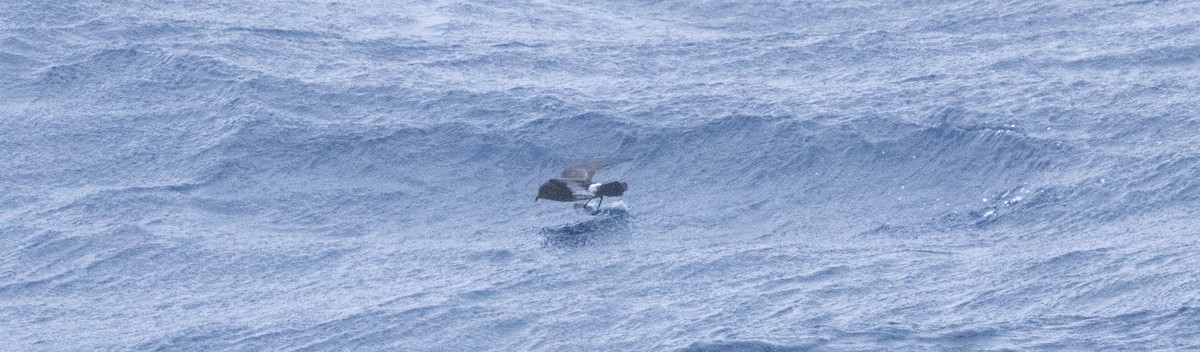 New Zealand Storm-Petrel - ML561245651