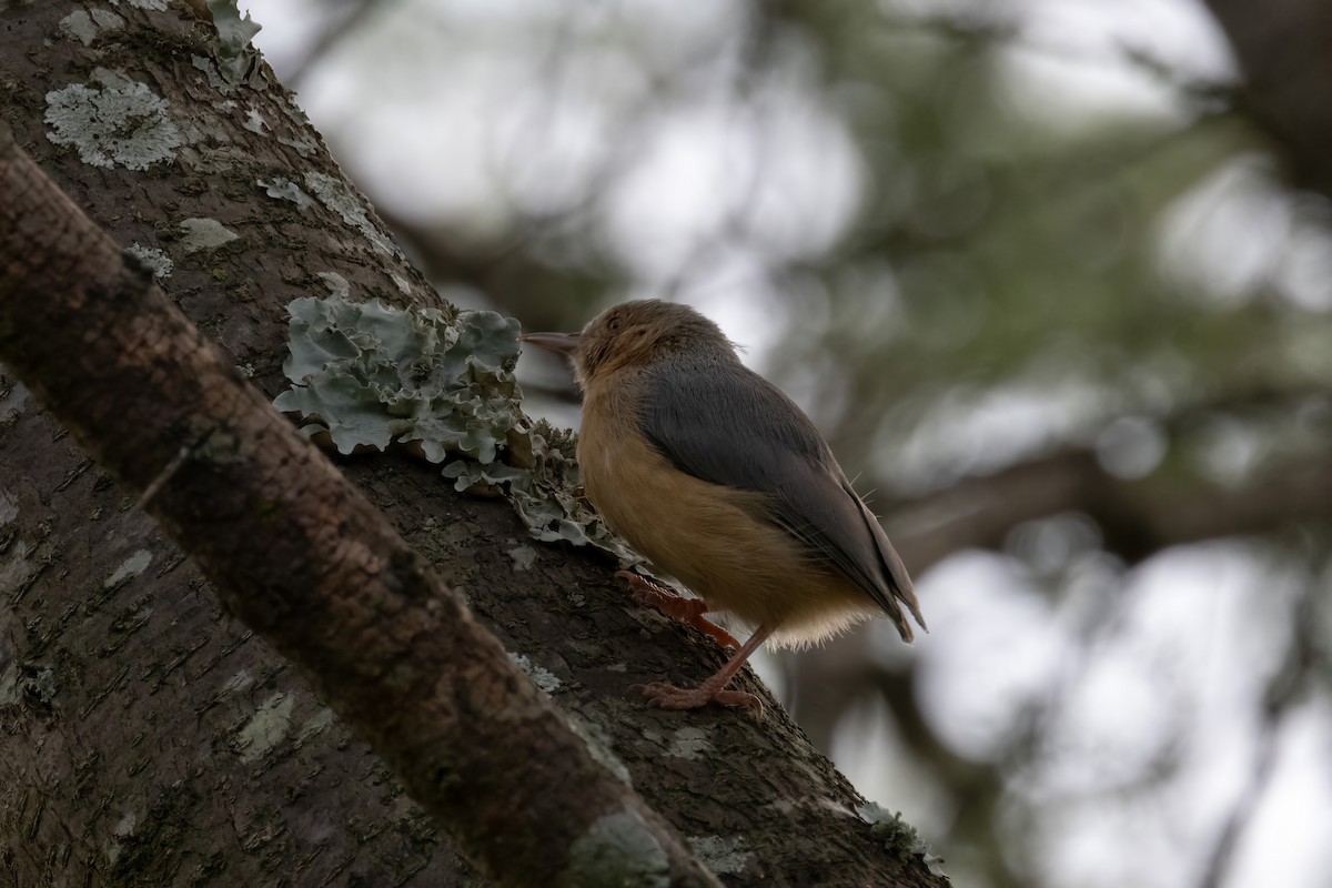 Red-faced Crombec - ML561245711