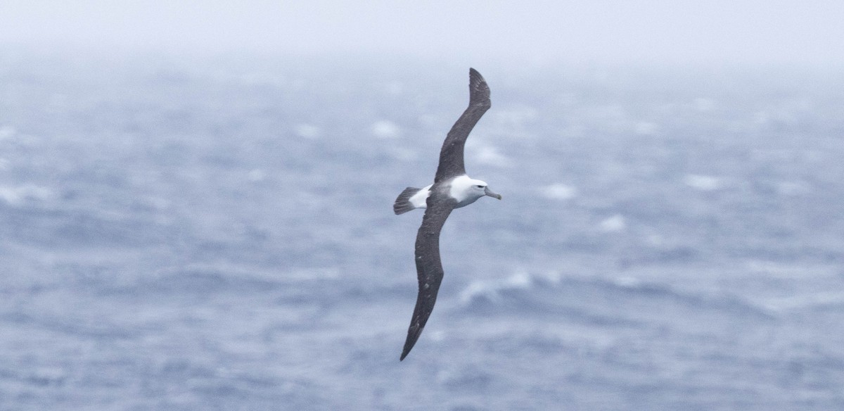 Albatros à cape blanche - ML561246551