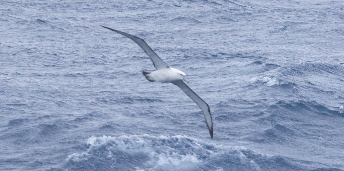 White-capped Albatross - ML561246561