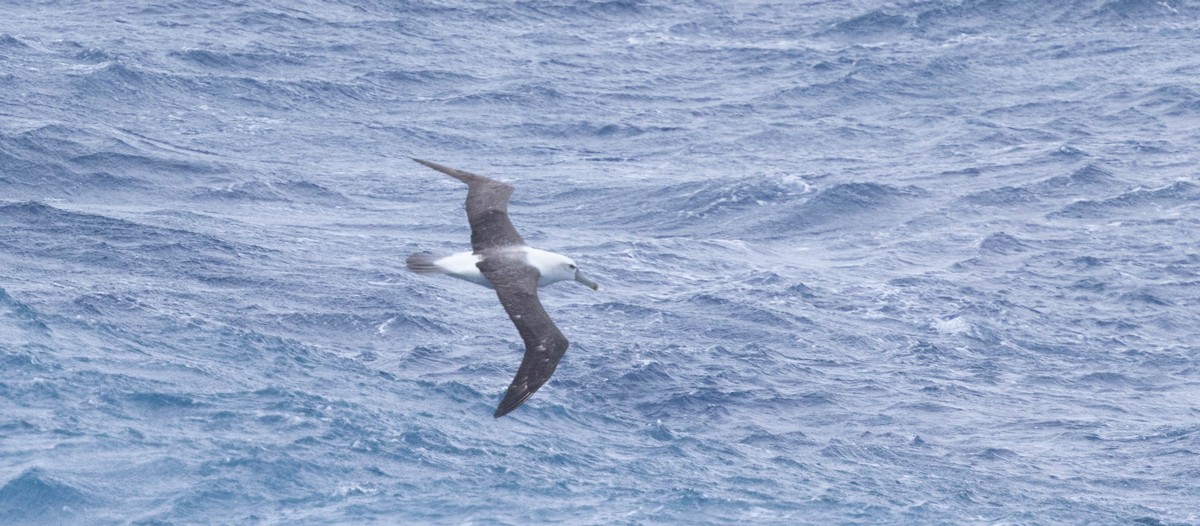 White-capped Albatross - ML561246571