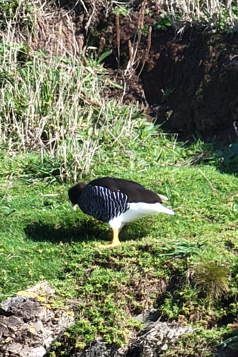 Kelp Goose - ML561248131