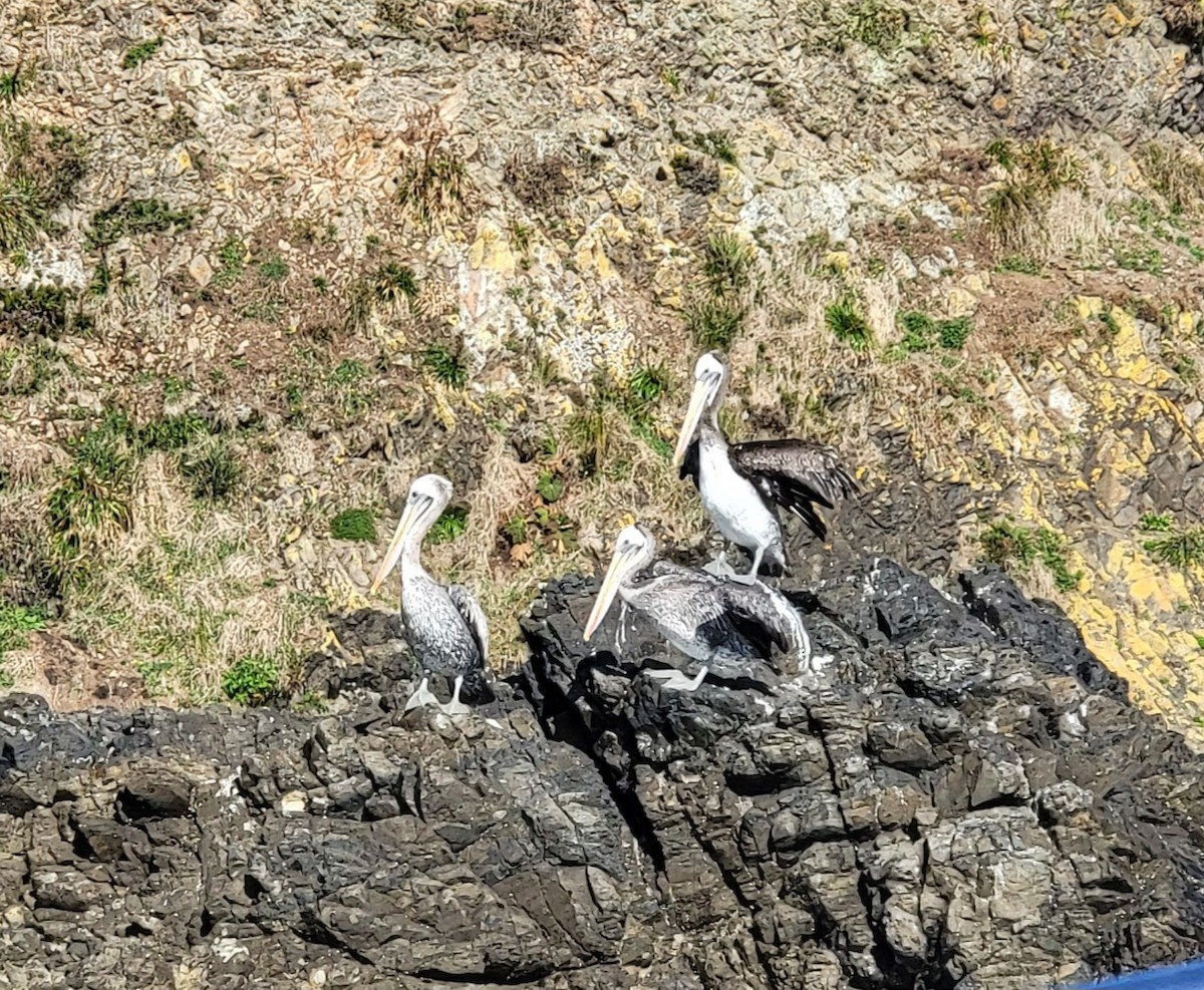 Peruvian Pelican - ML561249031