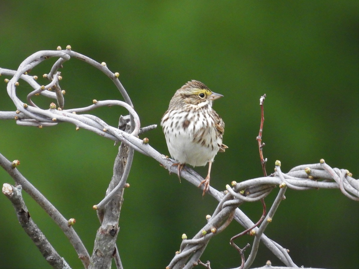 Savannah Sparrow - ML561249051