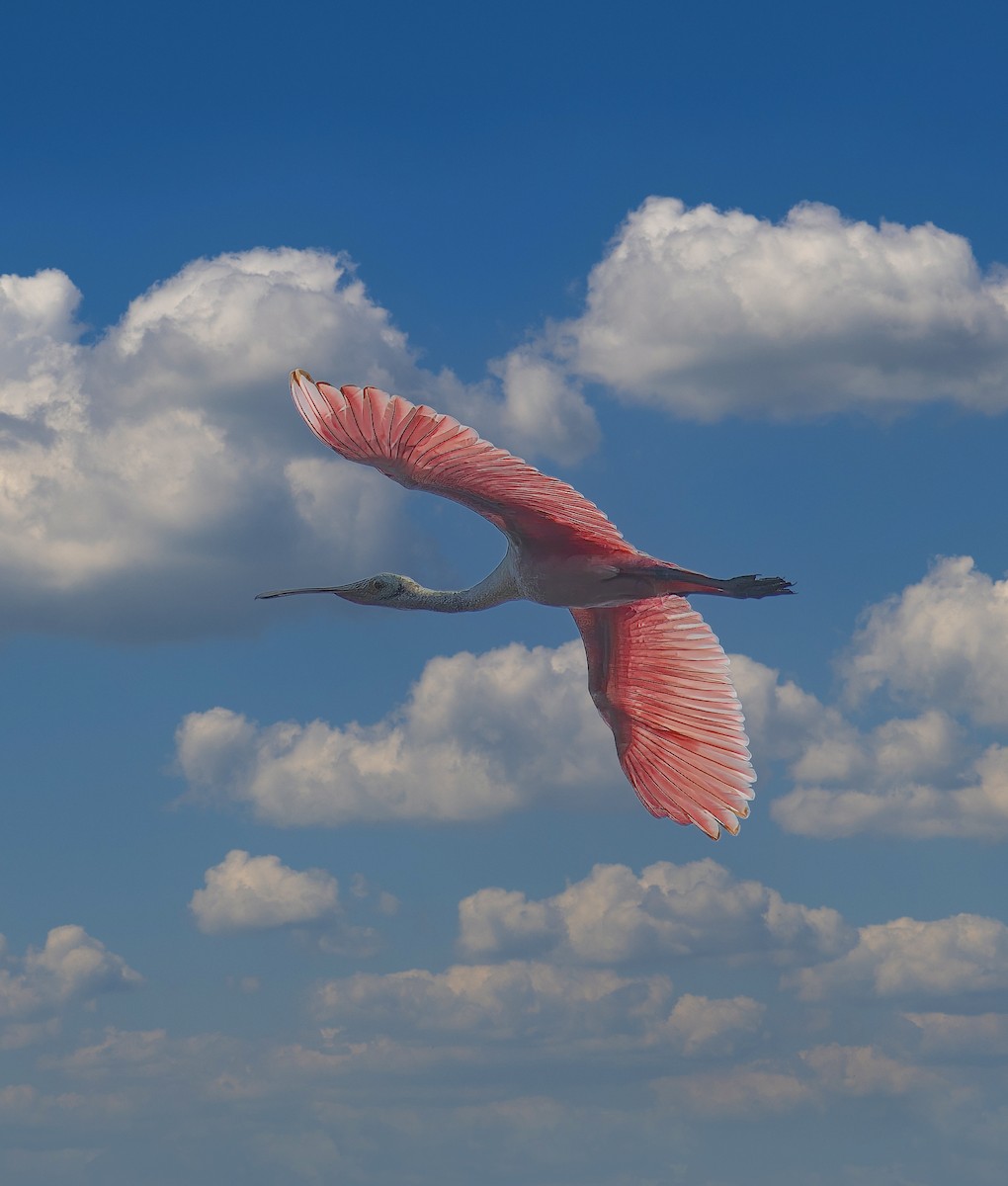 Roseate Spoonbill - ML561249261