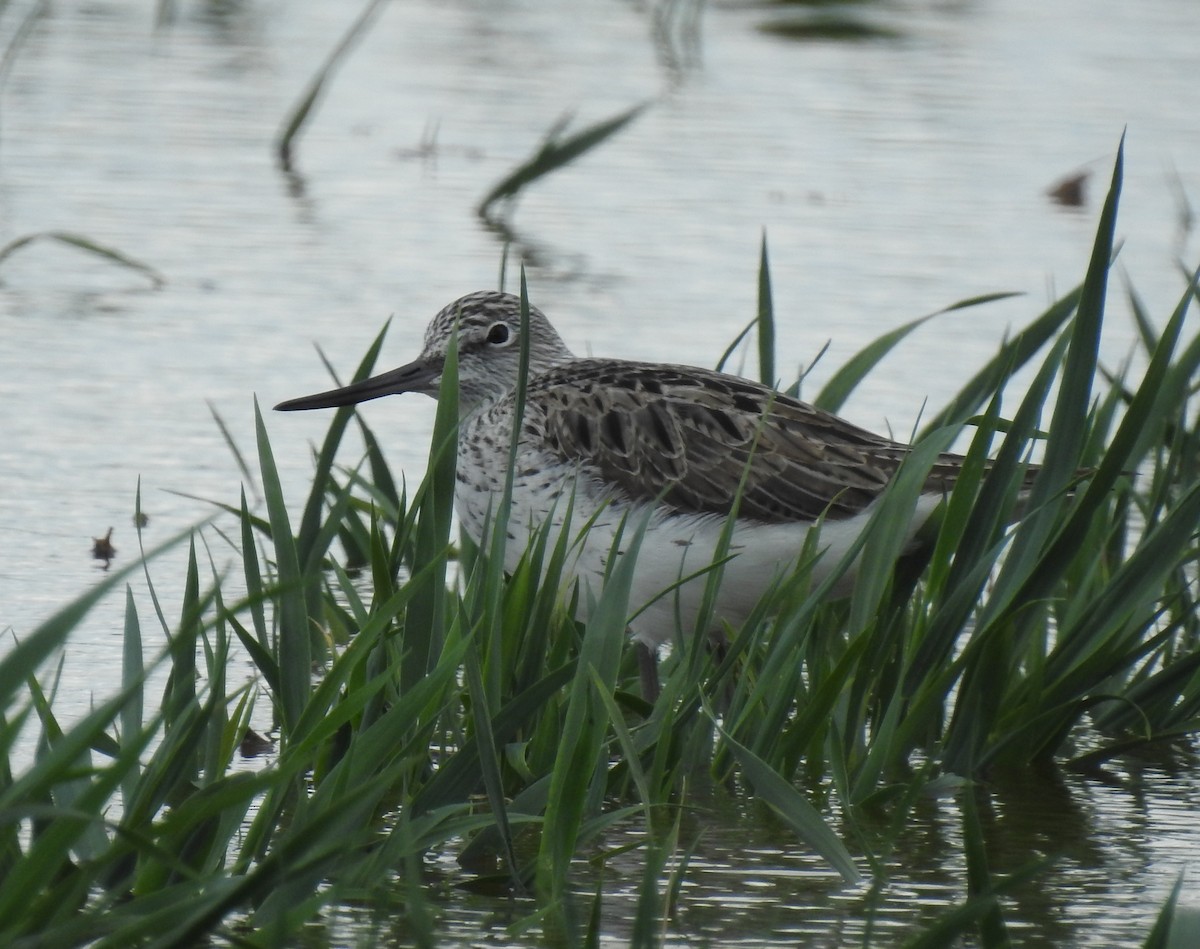 Common Greenshank - ML561249311