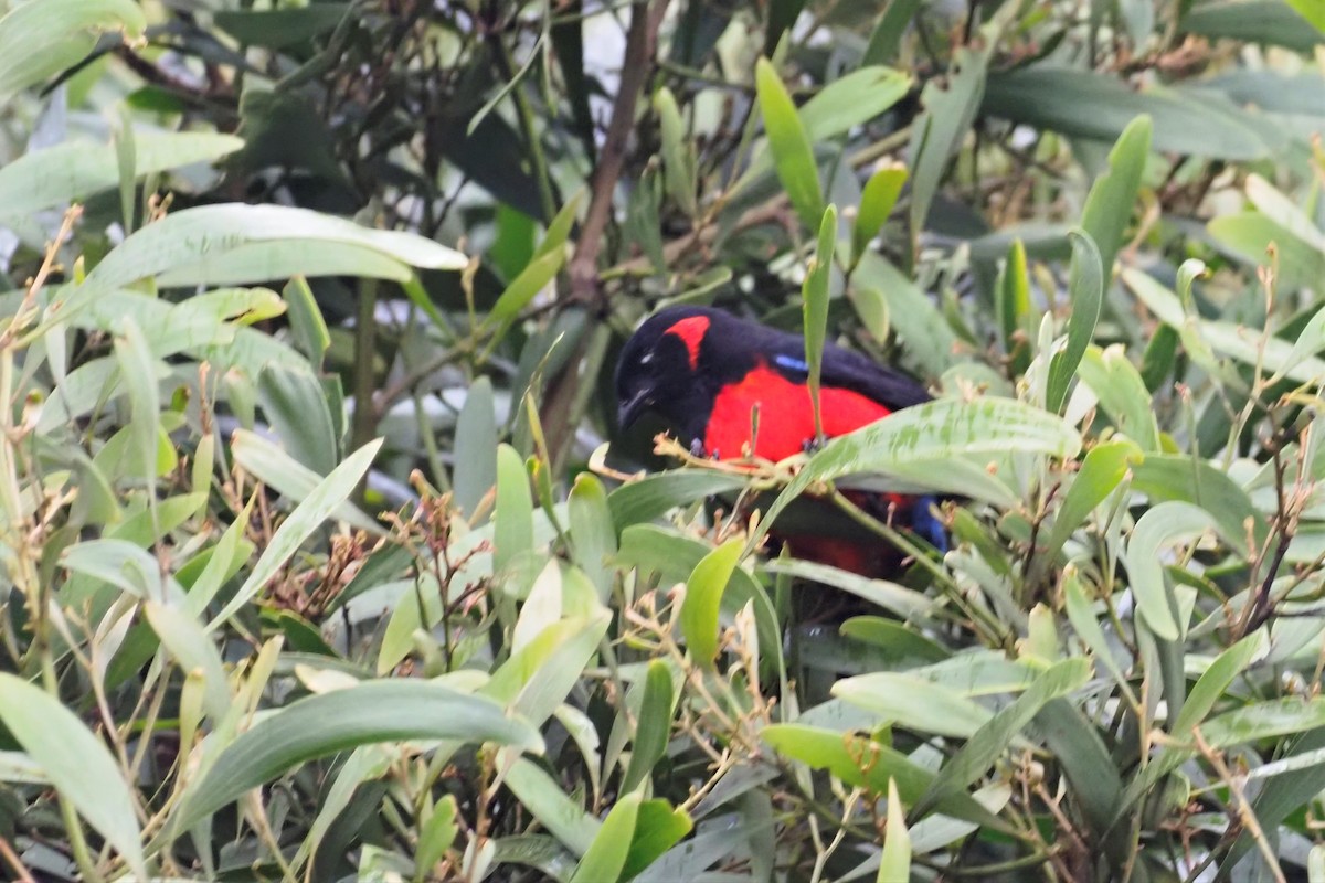 Scarlet-bellied Mountain Tanager - ML561249351
