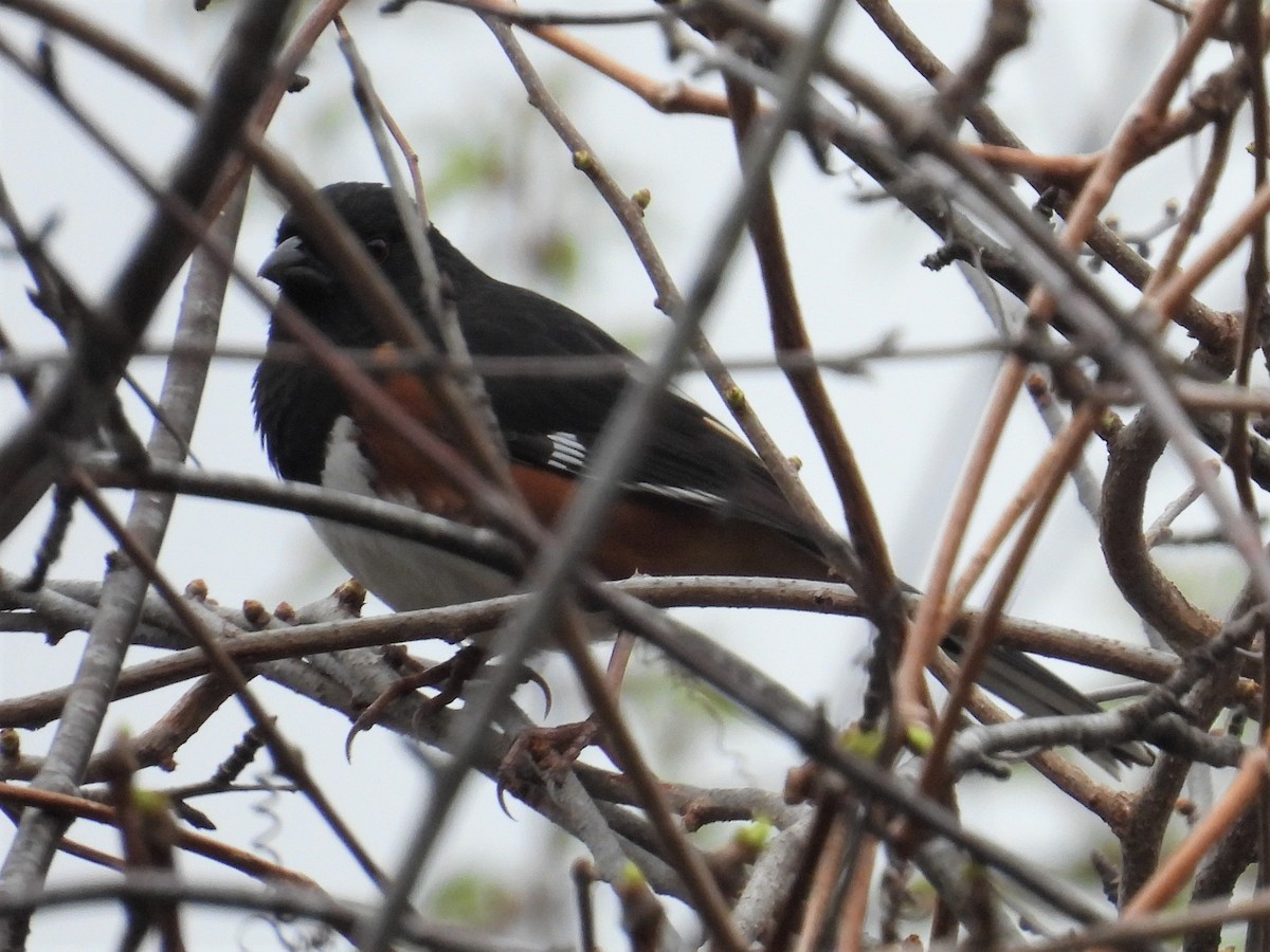 Eastern Towhee - ML561249421