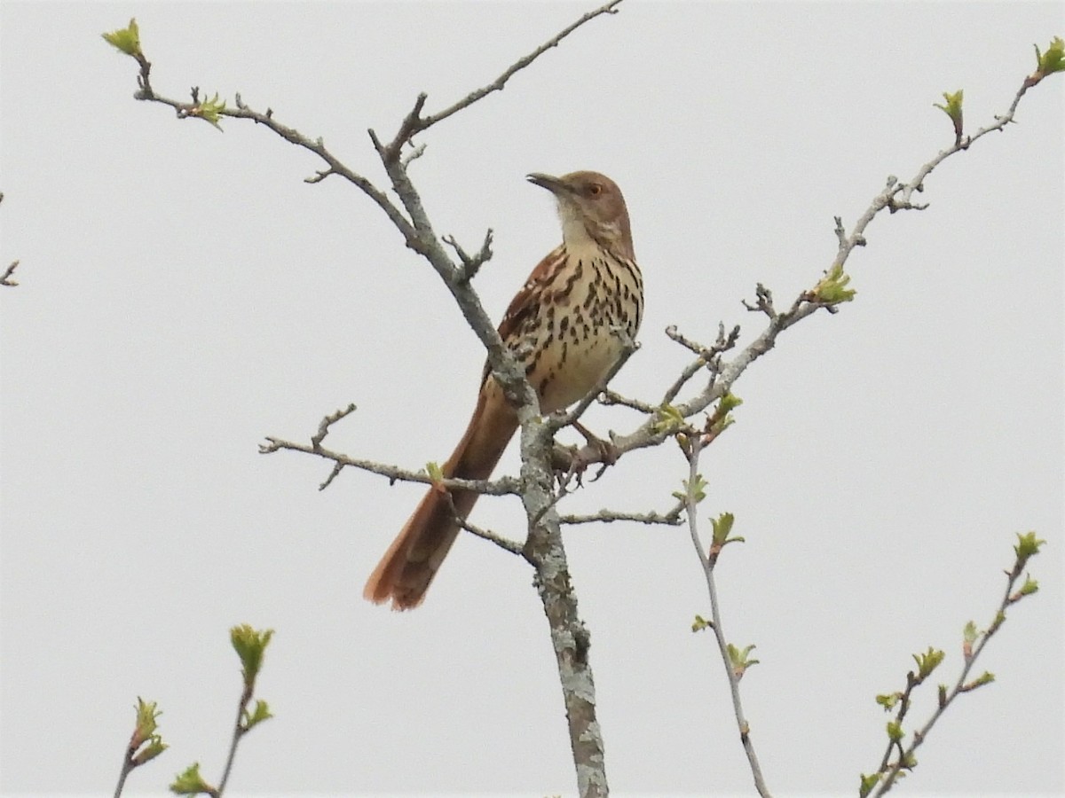 Brown Thrasher - ML561249581