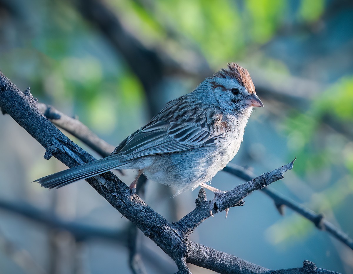 Rufous-winged Sparrow - Shawn Cooper