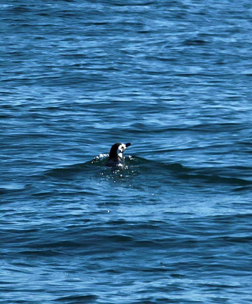 Magellanic Penguin - ML561252711