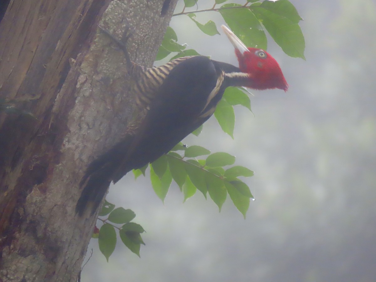 Pale-billed Woodpecker - ML561253851