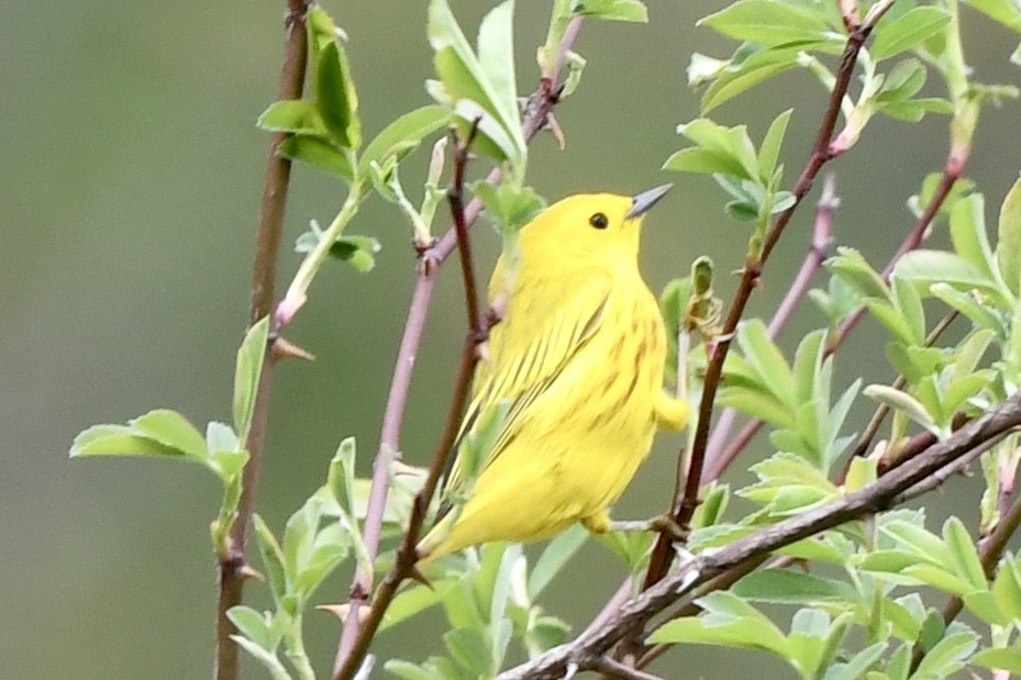 Yellow Warbler - Mary Walsh