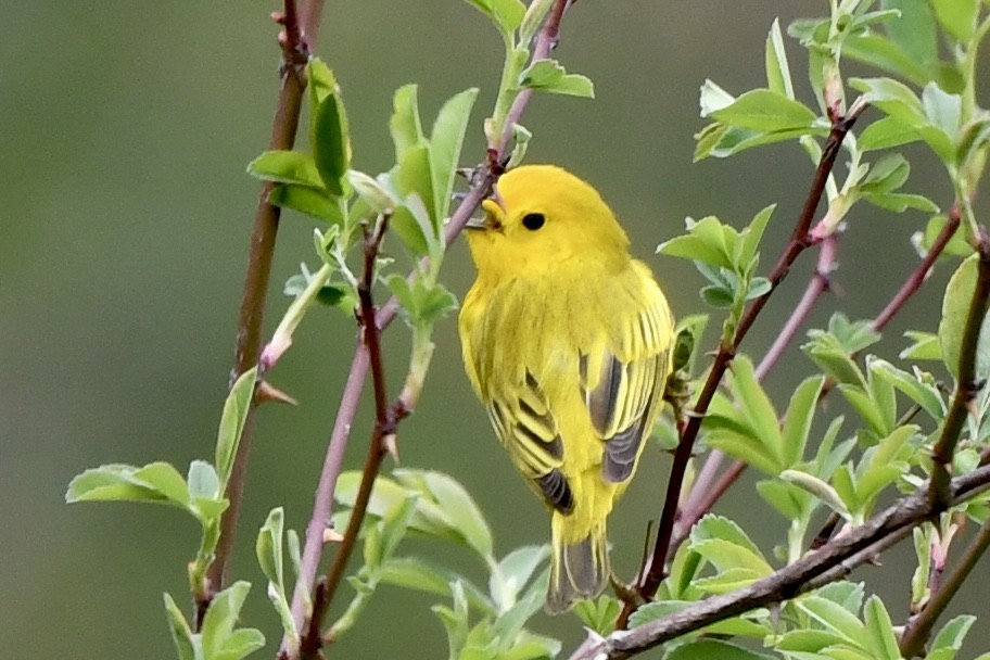 Yellow Warbler - ML561253991