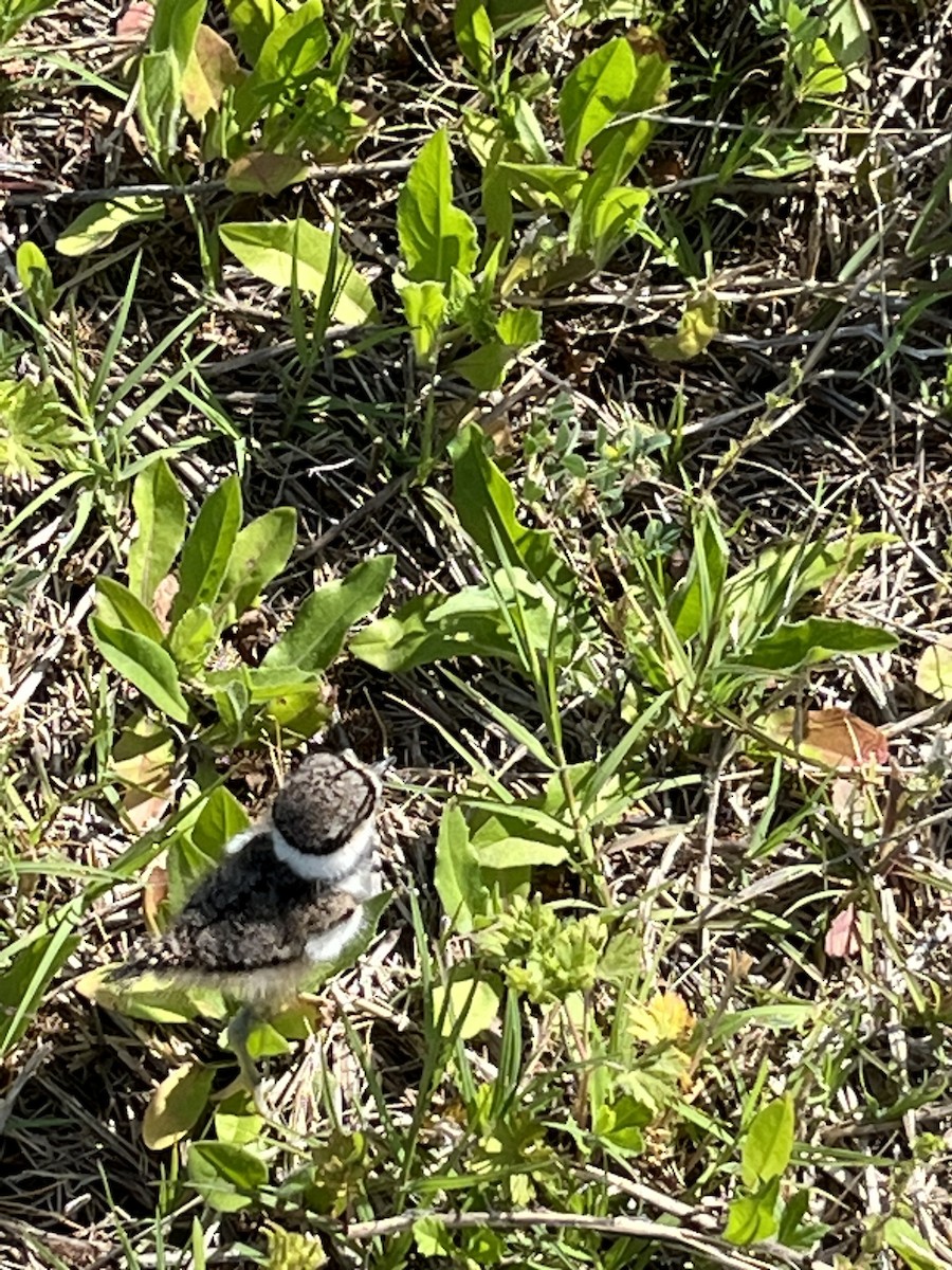 Killdeer - ML561254821