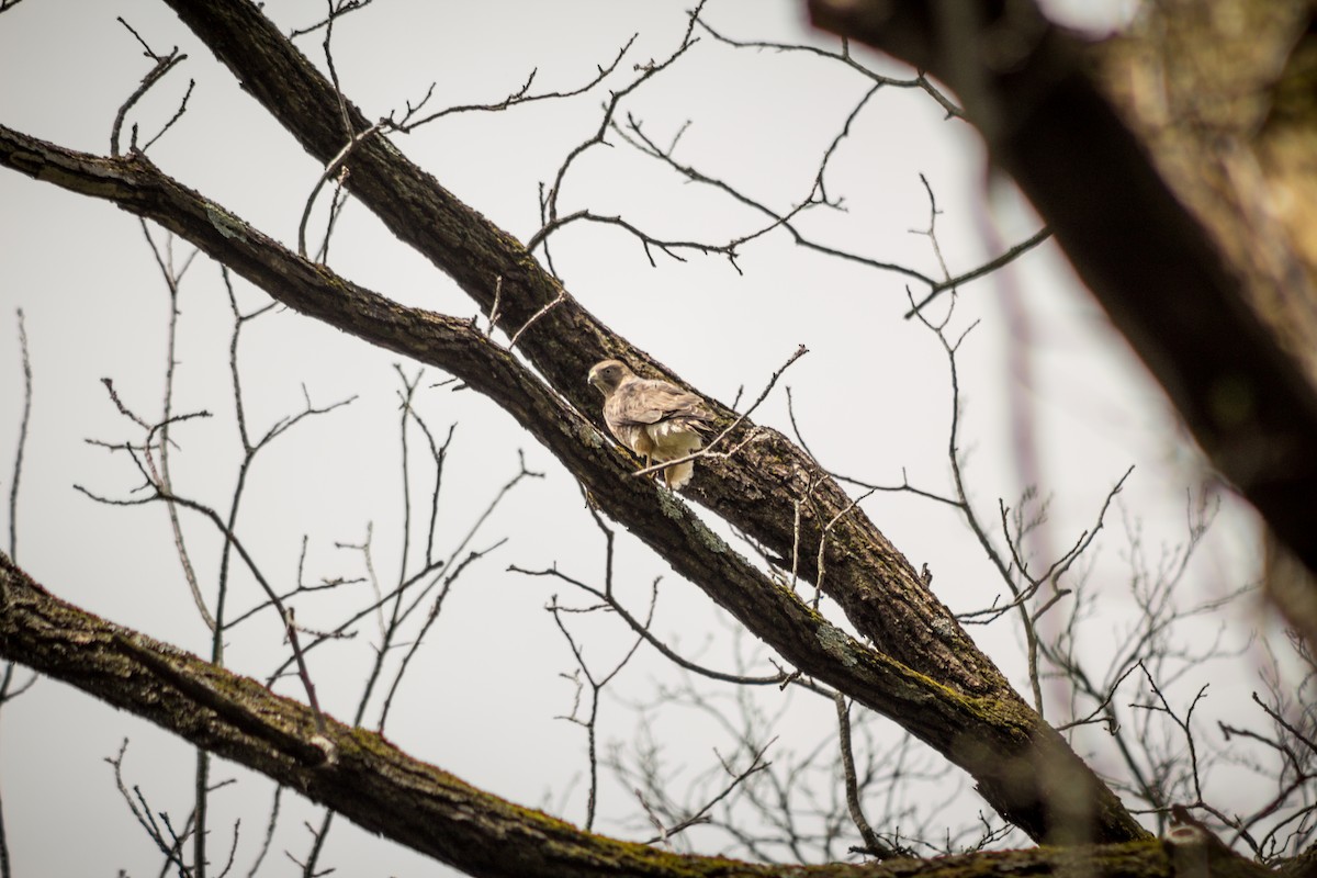 Broad-winged Hawk - ML561256531